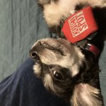 My fucking dumbass dog