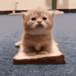 Cat on bread