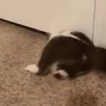 Cat Door GIF Template