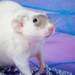 Fancy rat