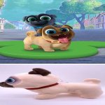which is rolly