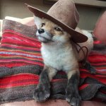 Fox in Hat