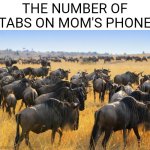 Wildebeest Mom's Phone Meme | THE NUMBER OF TABS ON MOM'S PHONE | image tagged in herd of wildebeests gnus in africa,phone | made w/ Imgflip meme maker