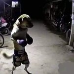 Boxing dog