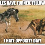 Zebra chasing a lion | THE TABLES HAVE TURNED, FELLOW ANIMAL; I HATE OPPOSITE DAY! | image tagged in zebra chasing a lion | made w/ Imgflip meme maker