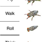 The stages of the fly | Fly; Walk; Roll; Think | image tagged in memes,funny,eyeroll,bad pun,funny memes | made w/ Imgflip meme maker