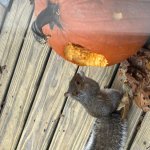 Squirrel Pumpkin