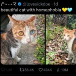 Beautiful cat with homophobia