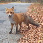 fox