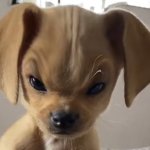 angry puppy