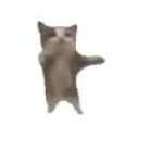 Dancing cat GIF Template