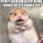 Scared Hamster | REAL LIFE FOOTAGE OF PERCY JACKSON AFTER BEING TURNED INTO A GUINEA PIG: | image tagged in scared hamster | made w/ Imgflip meme maker