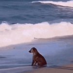 Dog Water GIF Template