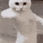 LOL | YA; HECK NO; 😏; LOL; ERM; BRUH | image tagged in gifs,dancing cat,funny | made w/ Imgflip video-to-gif maker