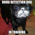 dog cocaine