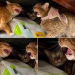 Two cats fighting, one not