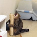 Cat screaming at post