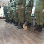 Cat with soldiers