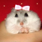 Cute hamster LGTM
