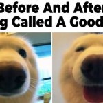 doggy