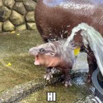 Moo deng water spray | HI | image tagged in moo deng water spray | made w/ Imgflip meme maker