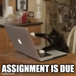 When the homework is Due | ASSIGNMENT IS DUE | image tagged in gifs,gato | made w/ Imgflip video-to-gif maker