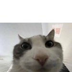 Cat looks into camera