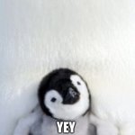 Cute Penguin | I LOVE U PENGUIN; YEY | image tagged in cute penguin | made w/ Imgflip meme maker