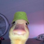 duck