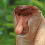 proboscis monkey