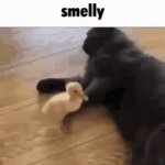 the honest truth | image tagged in gifs,funny,cats,memes,duck | made w/ Imgflip video-to-gif maker