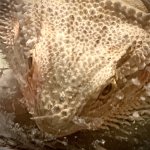 Bearded dragon forehead