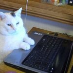 Cat with computer