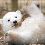 Excited polar bear cub template