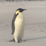 Man penguin meme