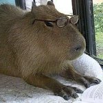 Intellectual capybara