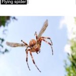 I need a new therapist | a flying spider; Flying spider | image tagged in it cant hurt you | made w/ Imgflip meme maker