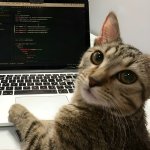 coding cat