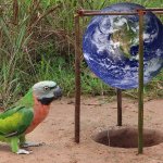 flat earth parrot catcher