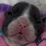 dying hamster