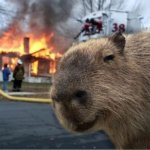 Capibara incendiaria