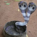 Two Headed Cobra