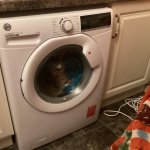 Washing Machine Cat