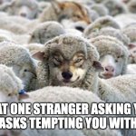 scammers in crypto | THAT ONE STRANGER ASKING YOU TO DO TASKS TEMPTING YOU WITH MONEY | image tagged in wolf in sheep s clothing | made w/ Imgflip meme maker