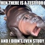 didn't study for a math test!!! | ME WHEN THERE IS A TEST FOR MATH; AND I DIDN'T EVEN STUDY | image tagged in moo deng | made w/ Imgflip meme maker