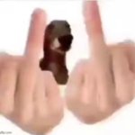 Dog middle fingers meme
