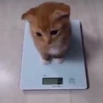 Cat On Scale GIF Template