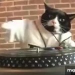 cat dj GIF Template