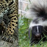 Jaguar transitions to polecat