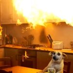 Dog fire